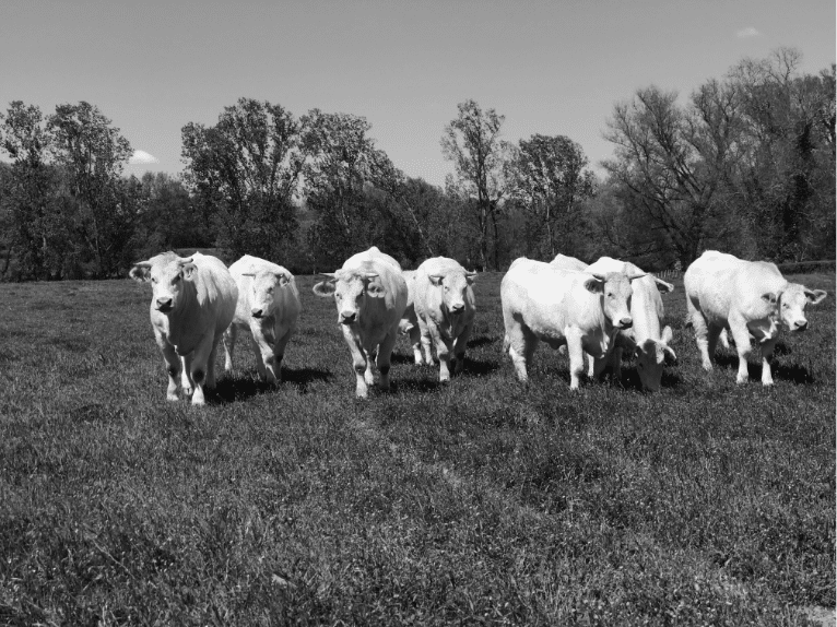 Noc charolaises dans le pré