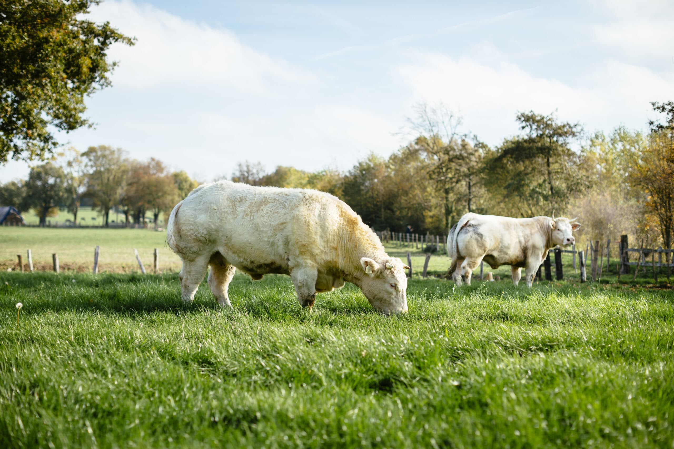 Vaches charolaises