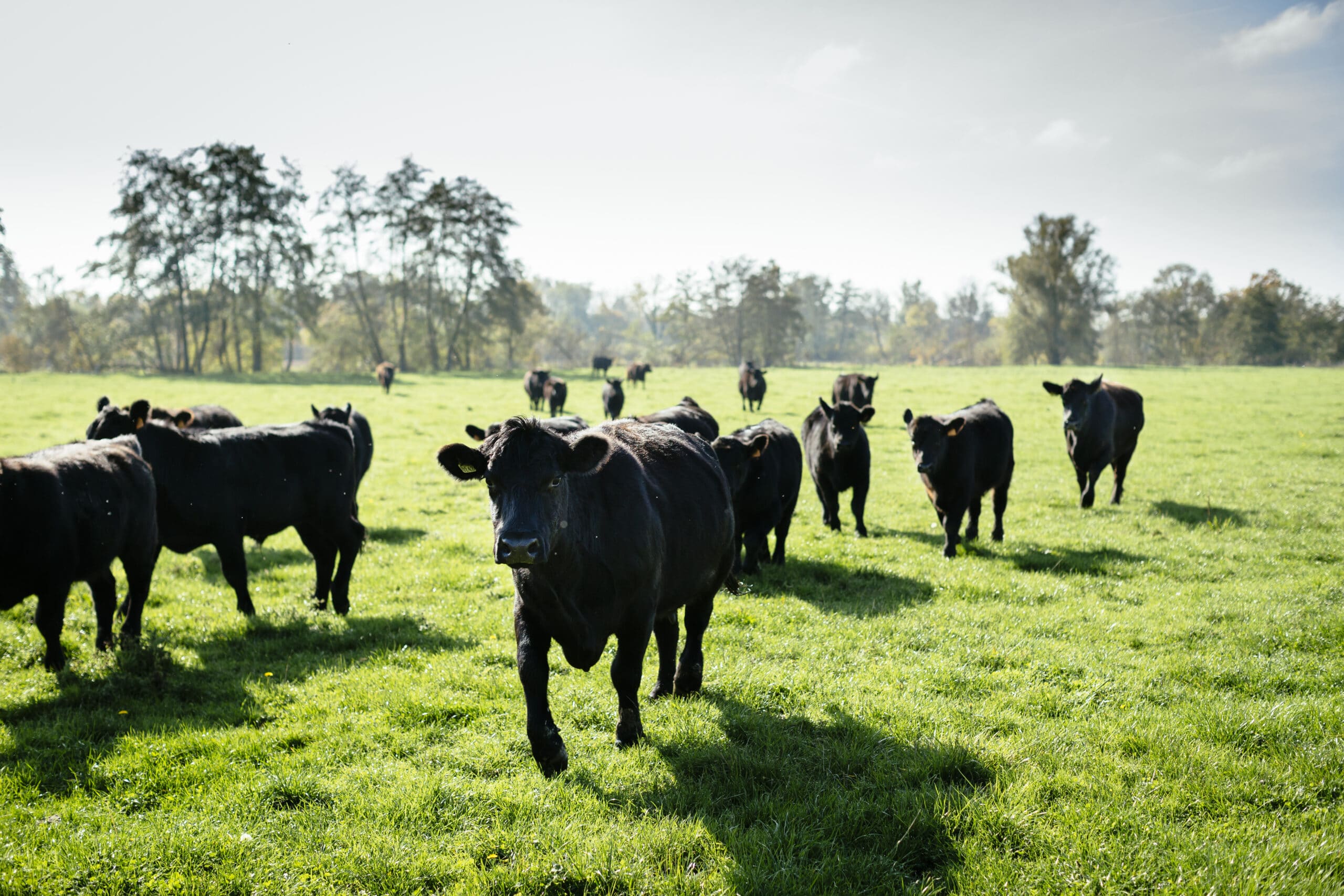 Black Angus