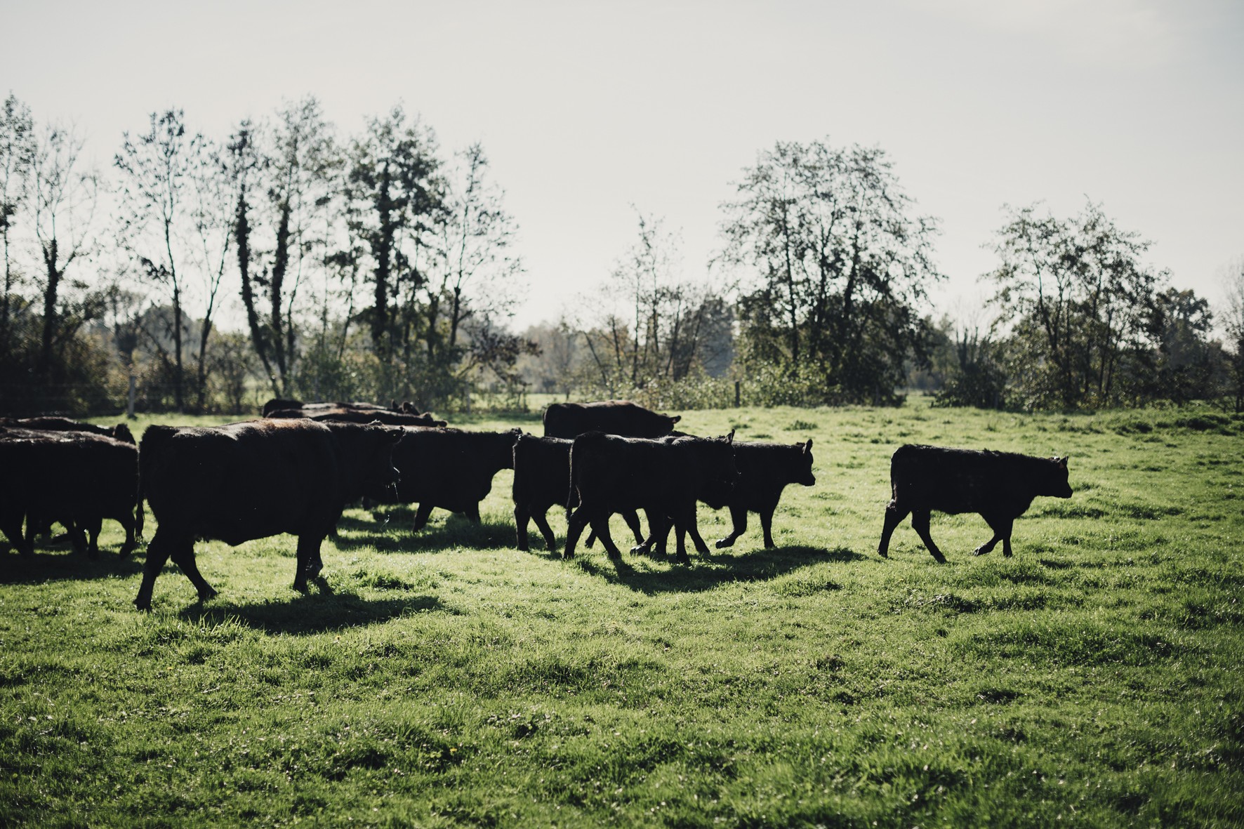 Black Angus