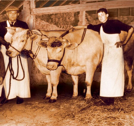 Joannès et Marie Baronnier et leurs vaches