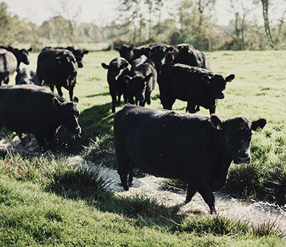Fiche identité black angus